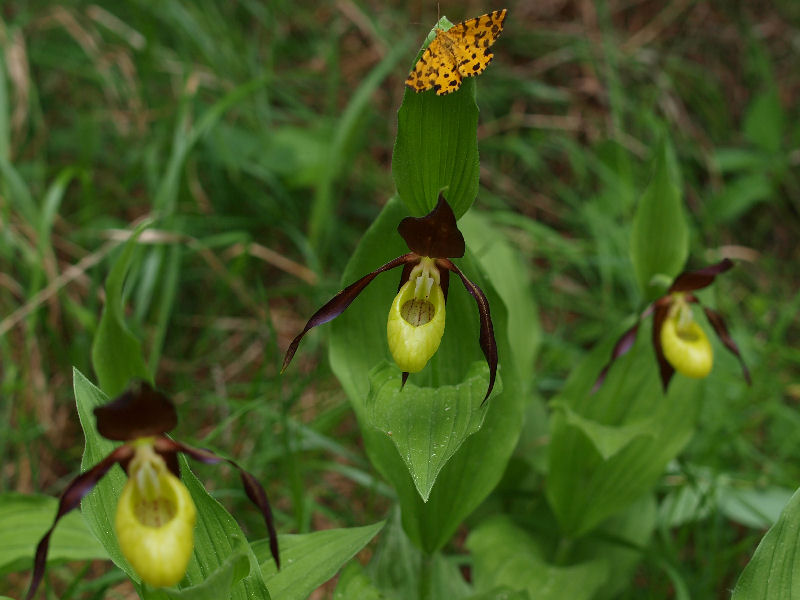 Dal Cadore - Cypripedium calceolus